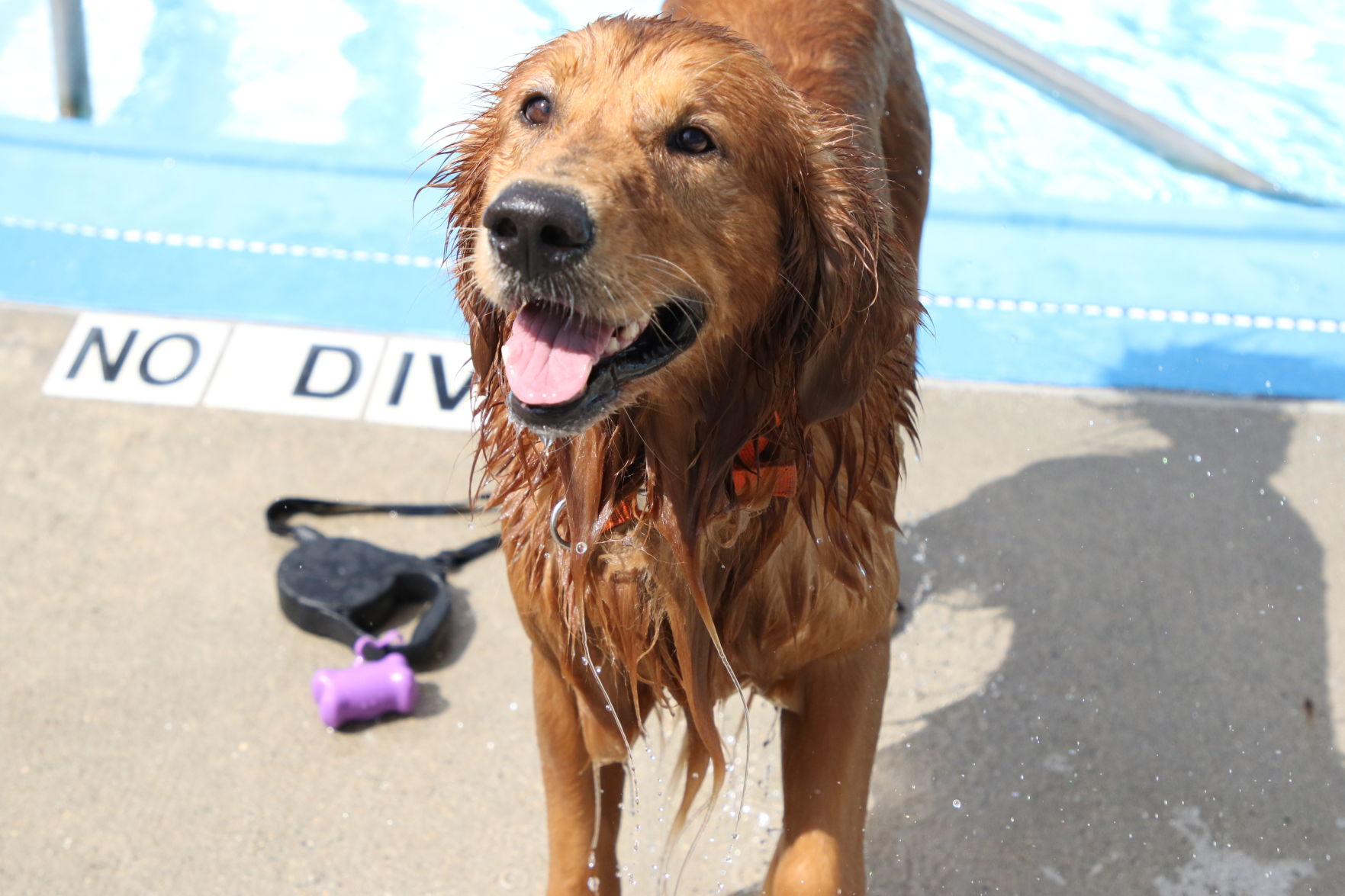 Dogs at the pool (56).JPG